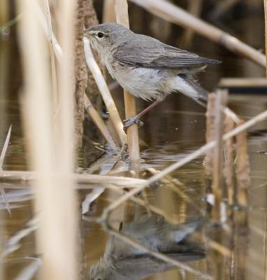 _MG_2710warbler.jpg