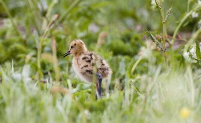 gKF3A5076grutto crop.jpg