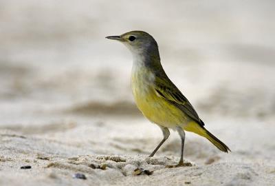 KF3A7633gal-flycatcher-cr.jpg