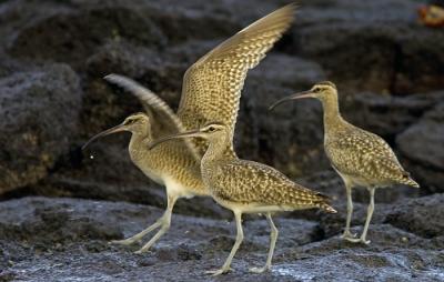 Whimbrel