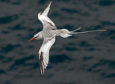 Red-billed Tropicbird