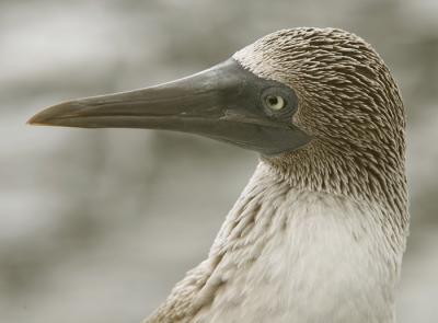 blvDPP_blauwvoet0022-cr.jpg