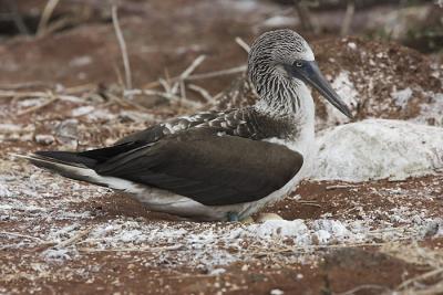 blvDPP_blauwvoet0051-cr.jpg