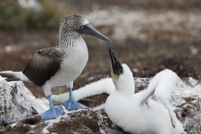 blvDPP_blauwvoet0058-cr.jpg