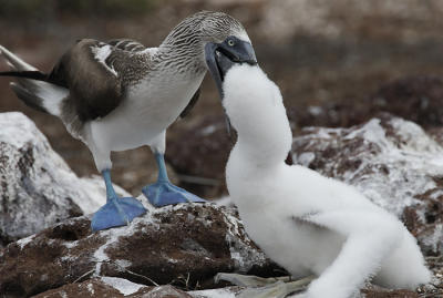 blvDPP_blauwvoet0068-cr.jpg