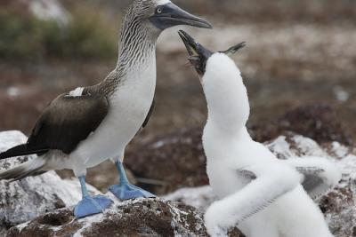 blvDPP_blauwvoet0070-crop.jpg