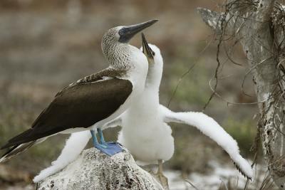 blvDPP_blauwvoet0079-cr.jpg