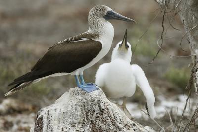 blvDPP_blauwvoet0082-cr.jpg