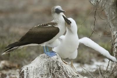 blvDPP_blauwvoet0087-cr.jpg
