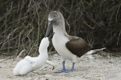 blvDPP_blauwvoet0095-cr.jpg