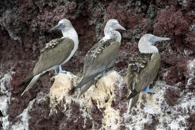 blvKF3A7291blauwvoet-cr-web.jpg