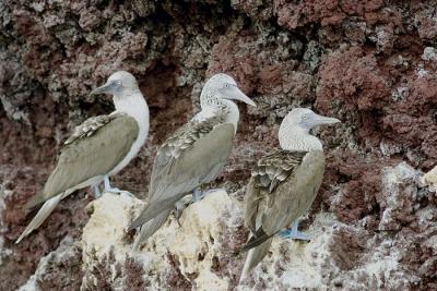 blvKF3A7292blauwvoet-cr.jpg