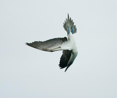 blvKF3A8305blauwvoet-kl-best.jpg