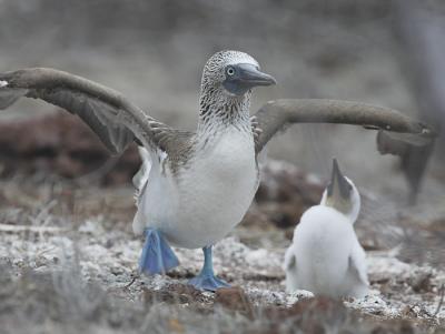 blvKF3A9452crop.jpg