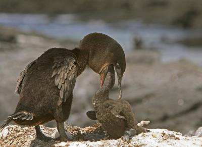 Flightless Cormorant