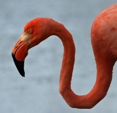 Great Flamingo