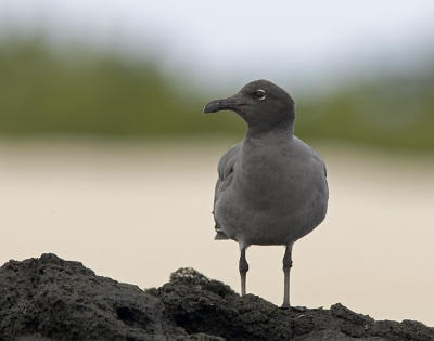 Lava Gull