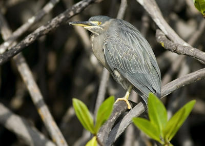 str hKF3A7246str-heron-cr.jpg