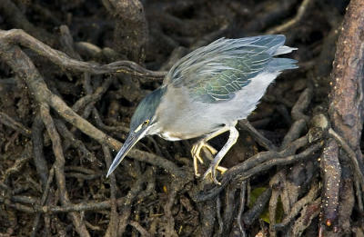str hKF3A7758str-heron-cr.jpg