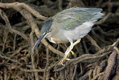 str hKF3A7771str-heron-cr.jpg