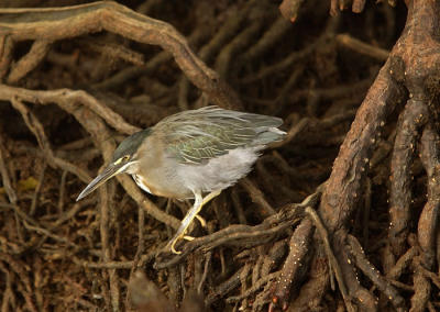 str h_MG_7545-cr.jpg