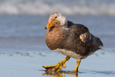 Falkland Flightless Steamer Duck