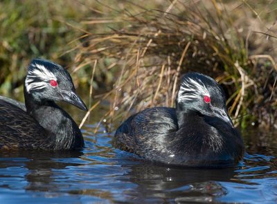 White-tufted Grebe