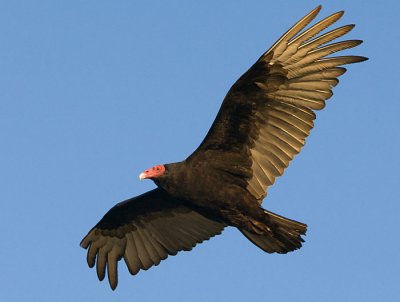 OGP_20071101_5620-web.jpg