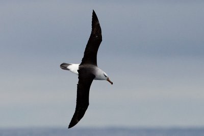Grey headed Albatross