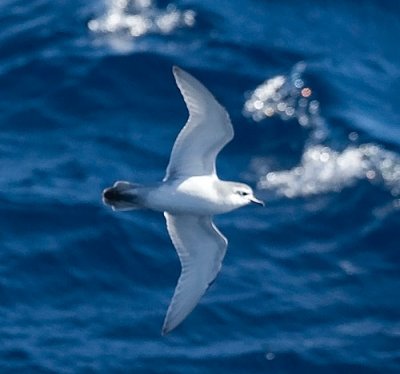 Antarctic Prion