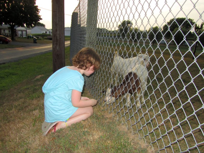 ellie_goat.jpg