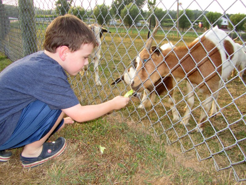 gavin_goat.jpg