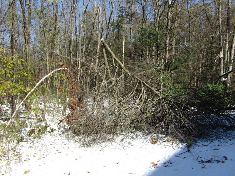 backyardTree2.jpg