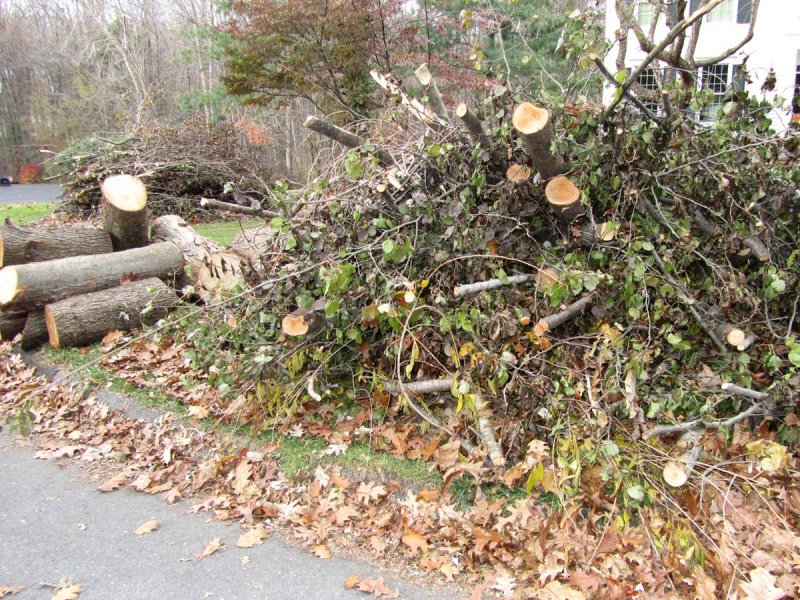 branches.jpg