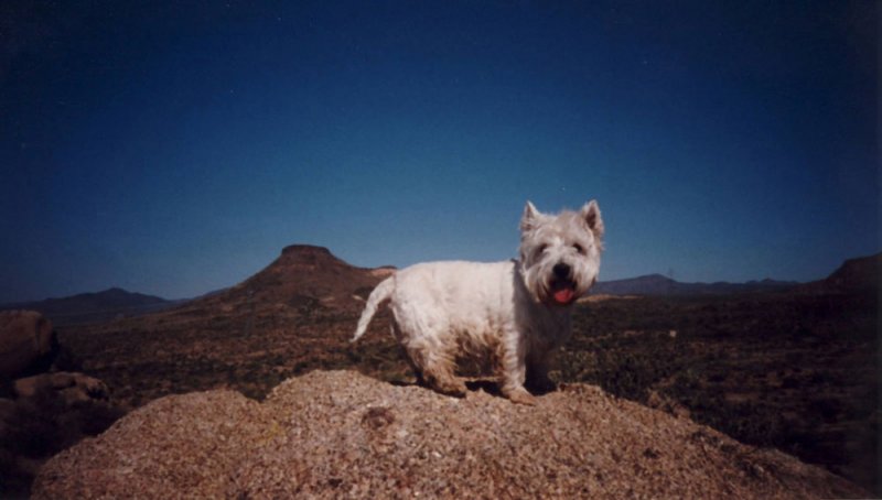00s_Arizona_Charlie.jpg