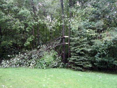 tree_irened.jpg