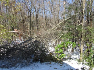 backyardTree.jpg