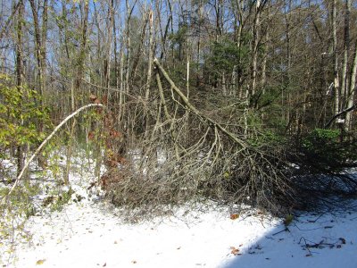 backyardTree2.jpg