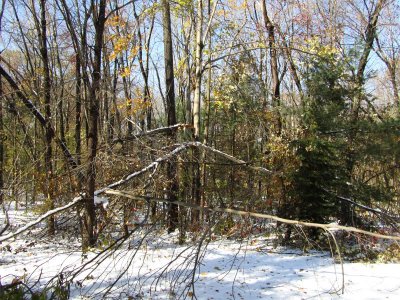 backyardTree3.jpg