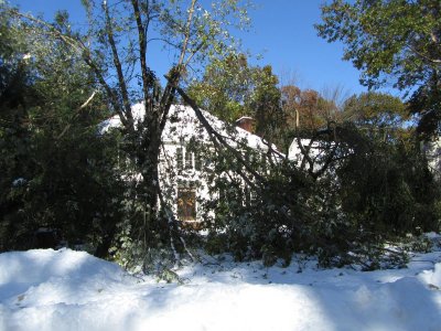 hiddenOakTree2.jpg