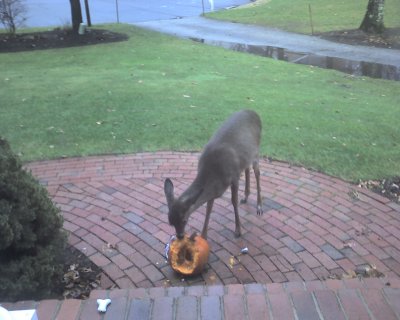 deerHouse.jpg