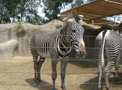 zoo_zebra.jpg