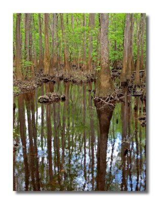 Congaree Swamp