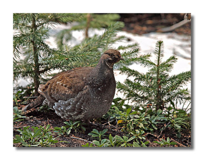 Blue Grouse