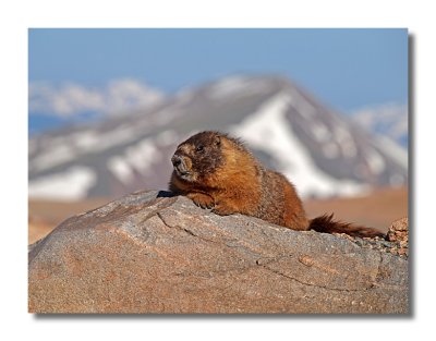 Marmot