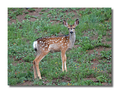 Fawn
