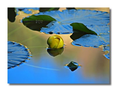 Nymph Lake Lily Pads