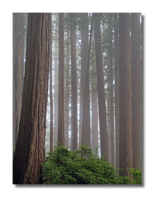 Damnation Creek Trail