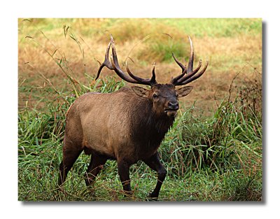 Bull Elk