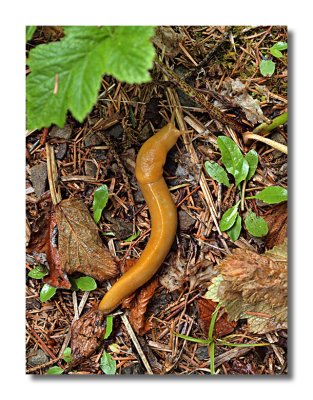 Banana Slug